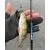 Спиннинг CRAZY FISH Optimus OSR712ULS 2.15m 1-5g купить в Казани с доставкой по России в рыболовном интернет-магазине Spinningistlife