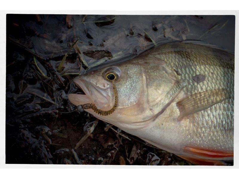Силиконовые приманки Crazy Fish Cruel leech 2.2" 8-55-25-6
