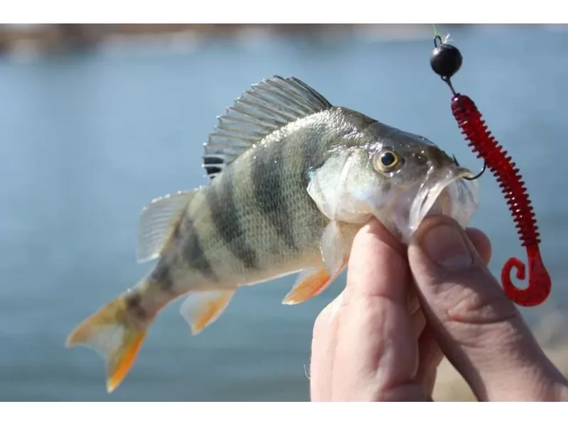 Силиконовая приманка Crazy Fish Active slug 3" 30-70-12-6 купить в Казани с доставкой по России в рыболовном интернет-магазине Spinningistlife